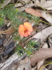 Gompholobium uncinatum