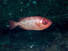 Heteropriacanthus cruentatus