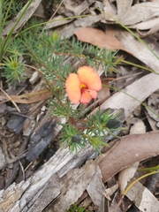 Gompholobium uncinatum