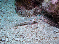 Coryphopterus glaucofraenum
