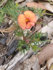 Gompholobium uncinatum