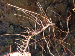 Juncus breweri