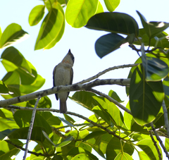 Pachyramphus aglaiae