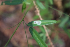 Anarsioses aberrans