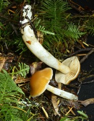 Cortinarius causticus