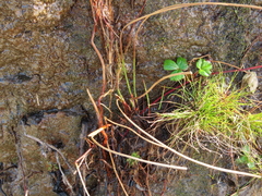 Juncus breweri