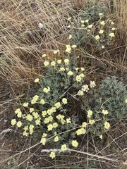 Eriogonum thymoides
