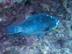 Scarus coelestinus