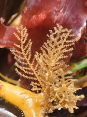 Abietinaria