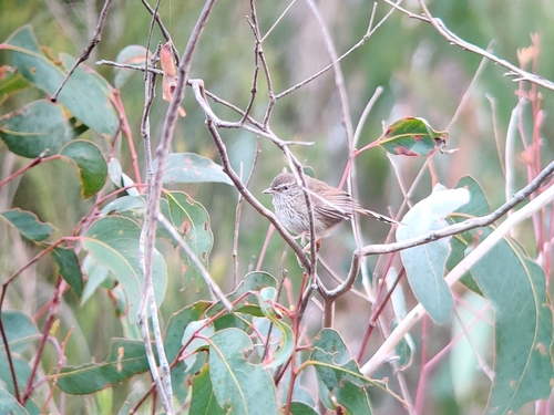 Chestnut-rumped Heathwren (Hylacola pyrrhopygia), photo 7