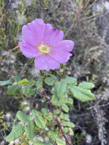 iNaturalist observation photo of California Wild Rose