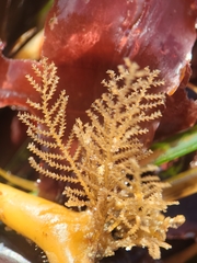 Abietinaria