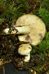 Lactarius pallescens