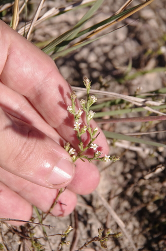 Image of Thurovia triflora by (c) Eric Knight, some rights reserved (CC BY)
