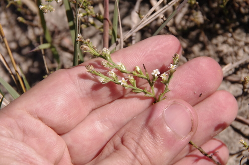 Threeflower Broomweed (Thurovia triflora)