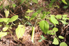 Patania silicalis