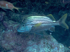 Haemulon macrostoma