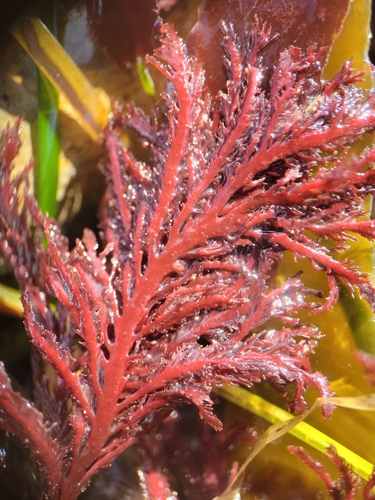 Farlowia conferta observed 2021-09-29