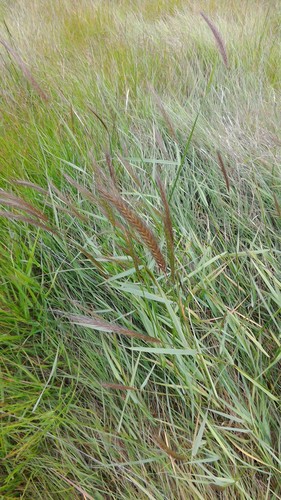 Elymus X hansenii