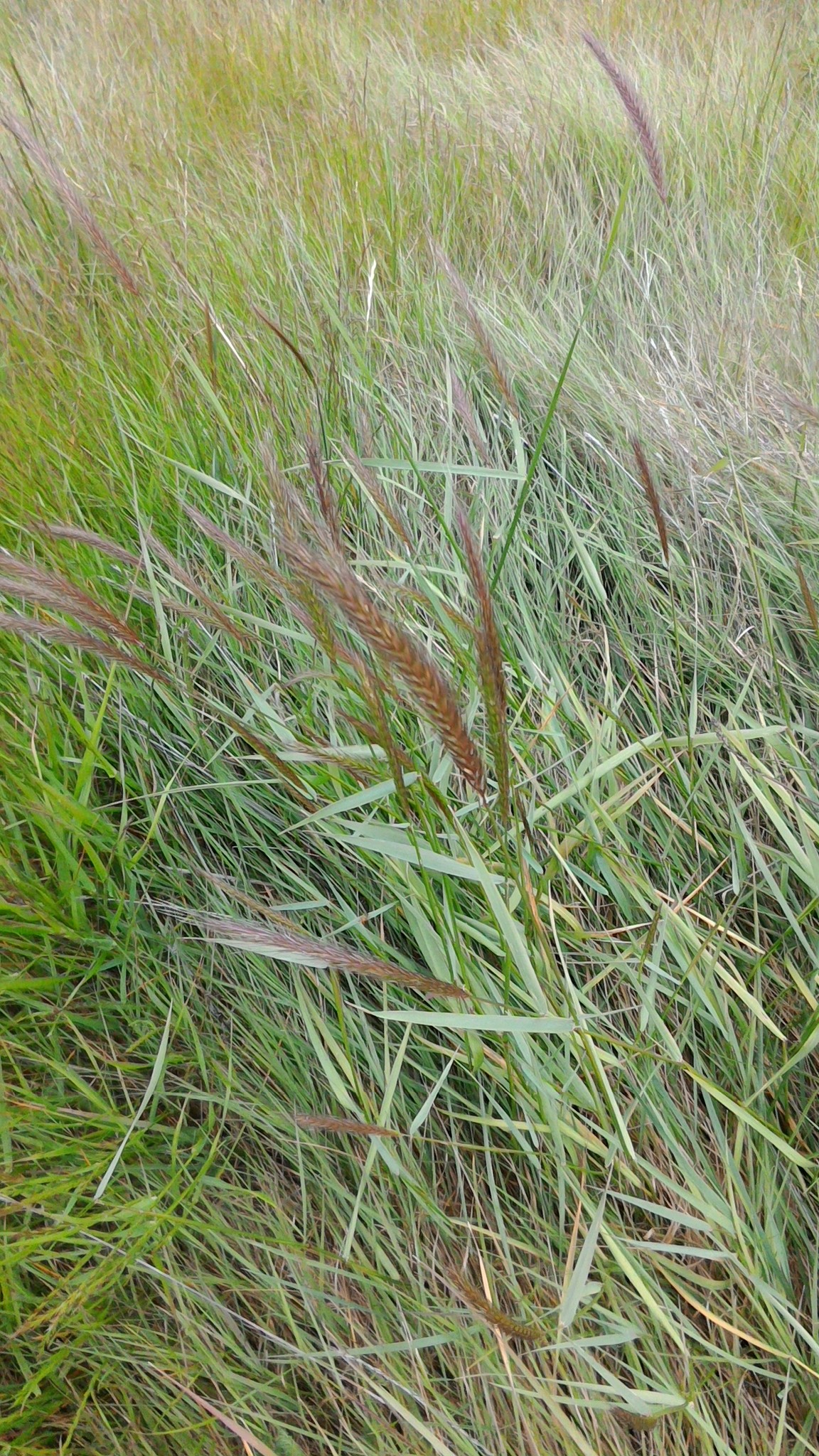 Elymus X hansenii