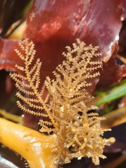 Abietinaria