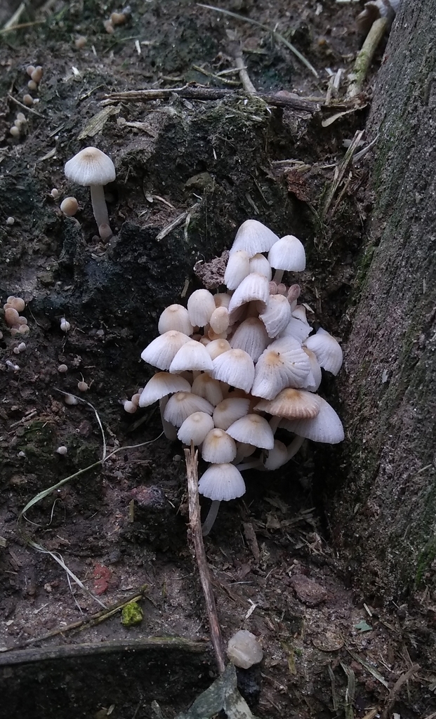 Coprinellus disseminatus · March 2019 · photo: © seba_fornes (iNaturalist, cc-by)