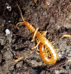 Scolopocryptops peregrinator