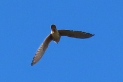 Falco sparverius paulus