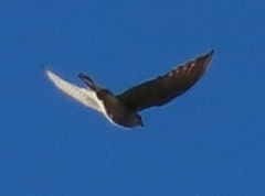 Falco sparverius paulus