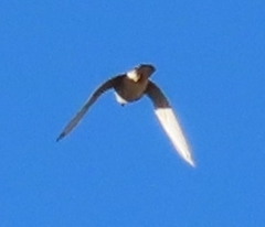 Falco sparverius paulus