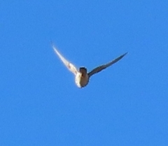 Falco sparverius paulus