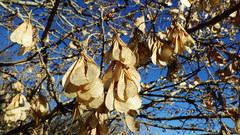 Acer negundo