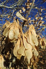 Acer negundo