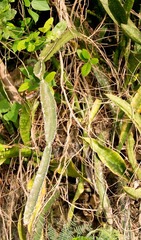 Selenicereus triangularis