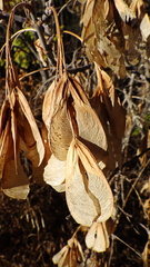 Acer negundo