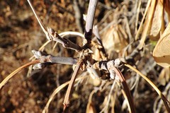 Acer negundo
