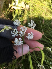 Limnosciadium pumilum