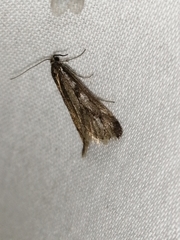 Exapate congelatella