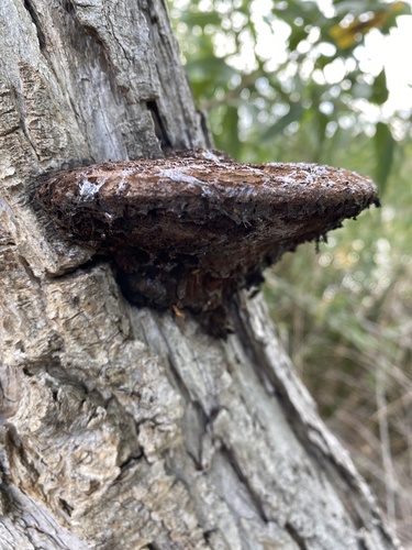 iNaturalist observation photo of Shelf Fungi