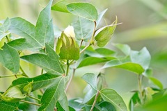 Gossypium barbadense