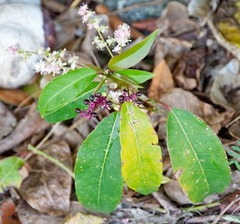 Trichostigma octandrum