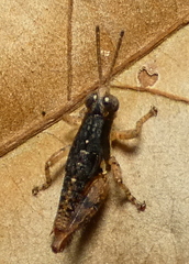 Eujivarus meridionalis