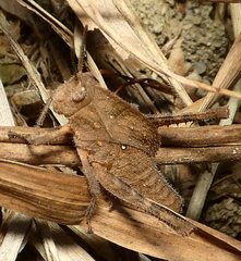 Xyleus discoideus angulatus