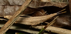 Algete brunneri