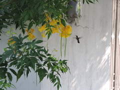 Archilochus colubris