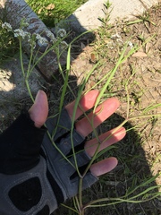 Limnosciadium pumilum