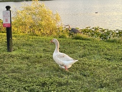 Anser anser domesticus