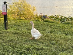 Anser anser domesticus