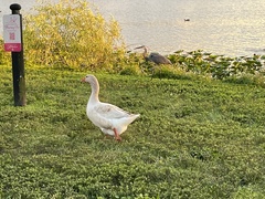 Anser anser domesticus