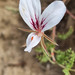 Pelargonium caucalifolium - Photo (c) YvettevW, alguns direitos reservados (CC BY-NC), uploaded by YvettevW